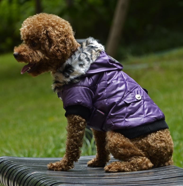 Cross-border puppy fur collar jacket - Image 6