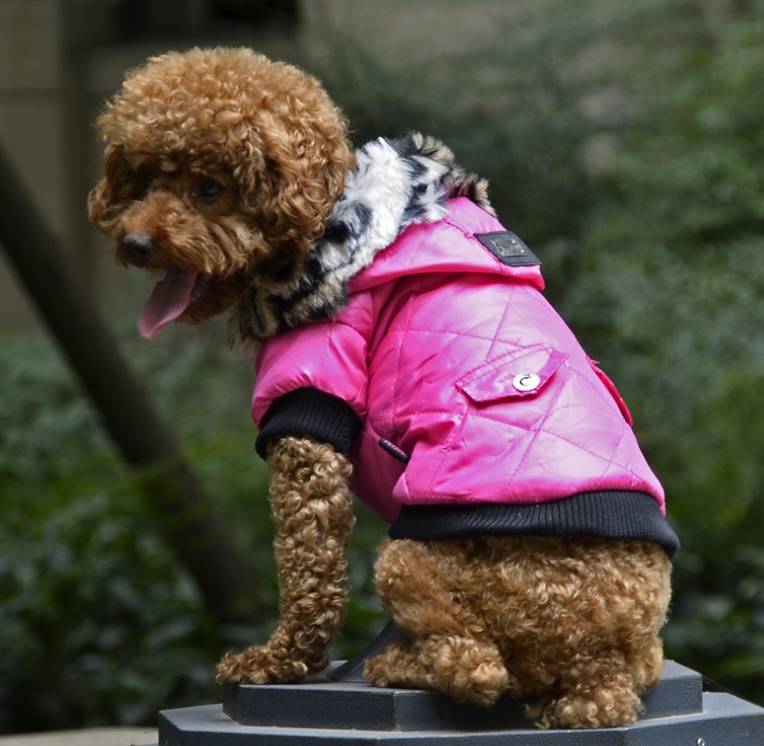 Cross-border puppy fur collar jacket - Image 3