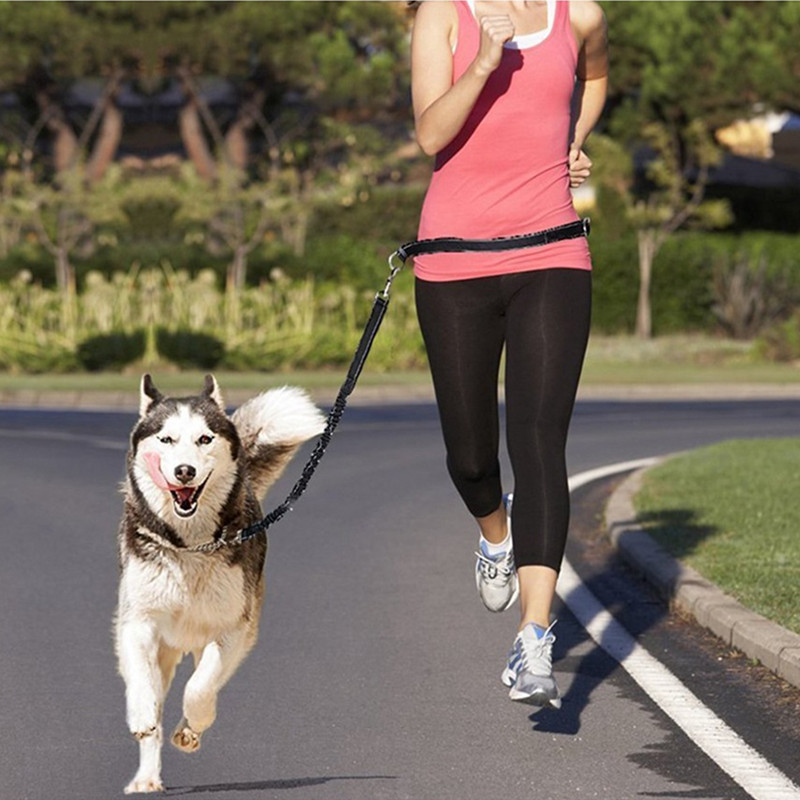 Jogging Hands-Free Harness Collar